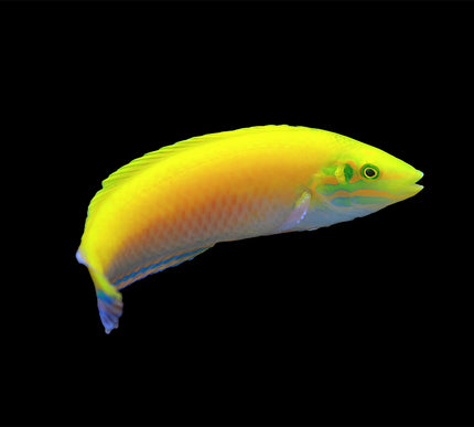 Yellow Coris Wrasse