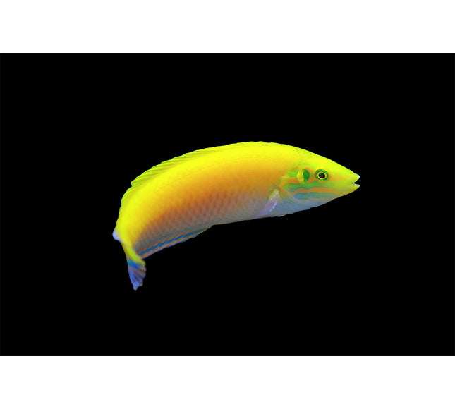 Yellow Coris Wrasse
