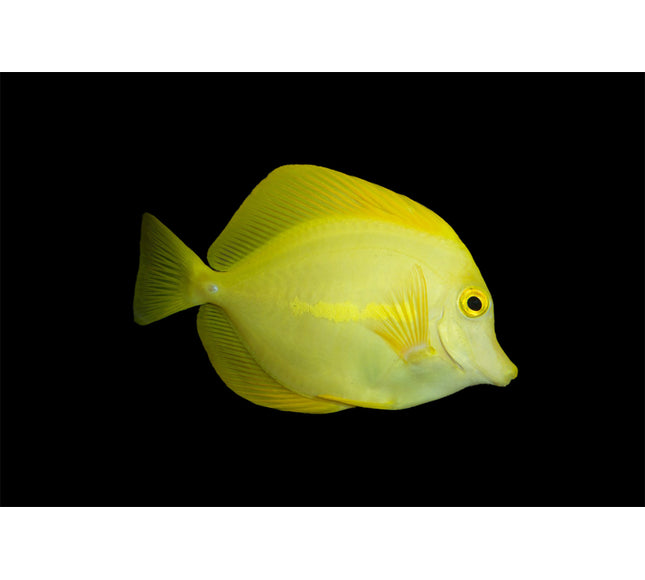 Yellow Tang