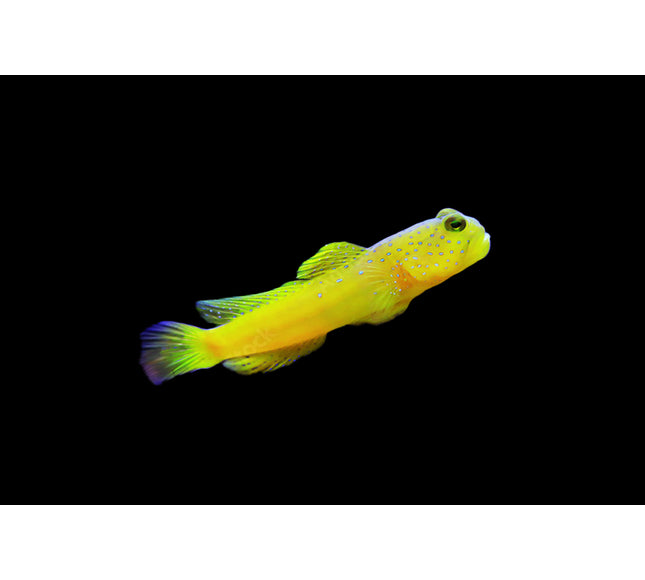 Yellow Watchman Goby