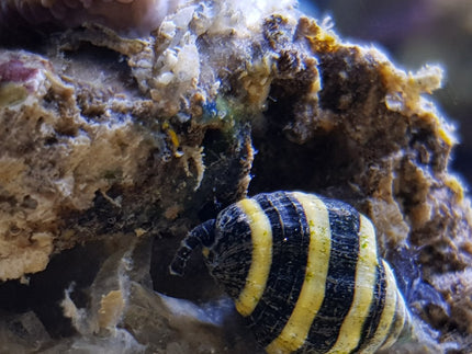 Collection image for: Invertebrates