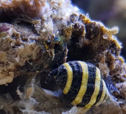 Bumblebee Snail