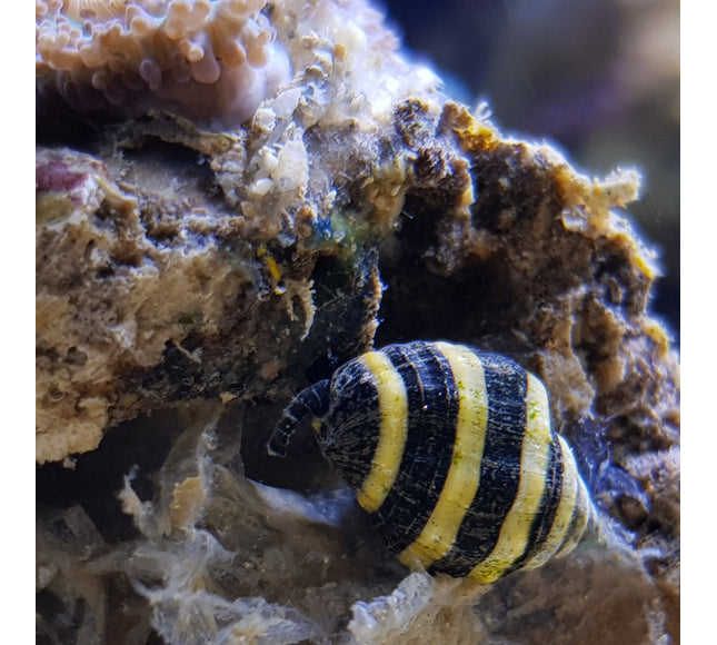 Bumblebee Snail