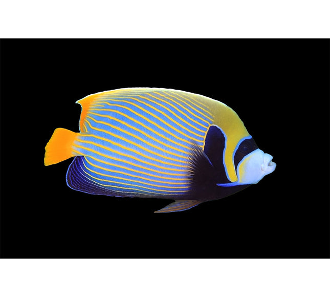 Emperor Angelfish (Adult)