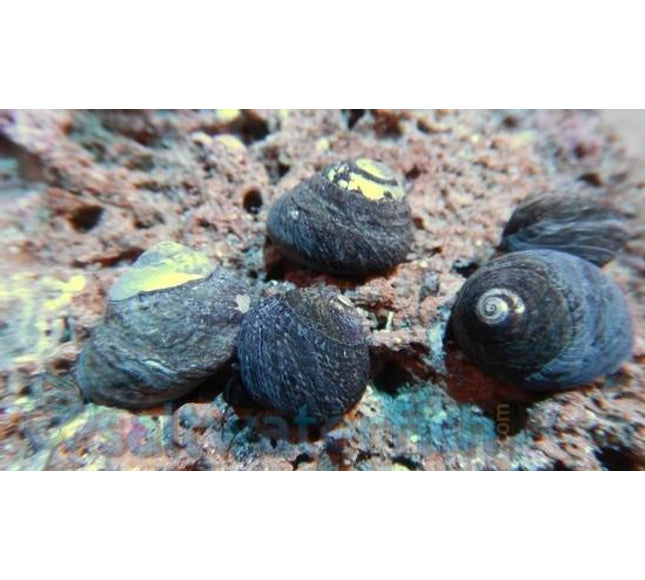 Margherita Snail