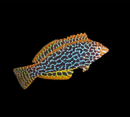 Ornate Leopard Wrasse