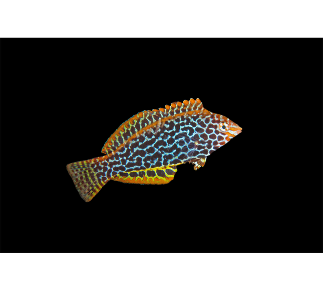 Ornate Leopard Wrasse